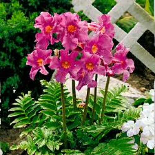 Incarvillea Delavayi 